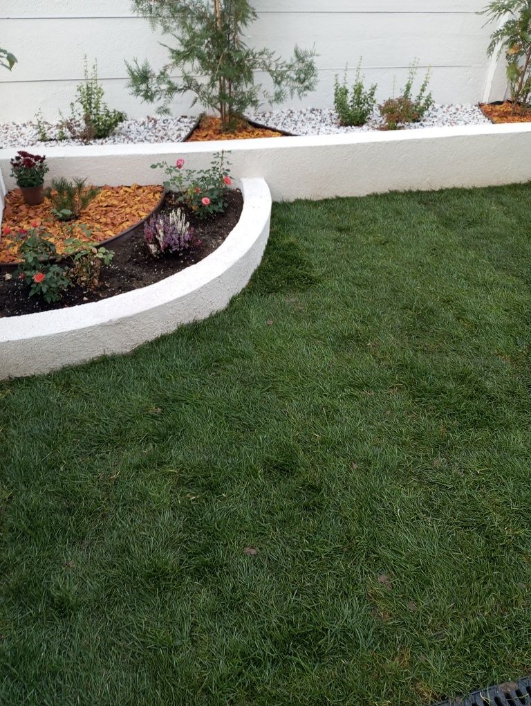 Gazon rulou plante ornamentale