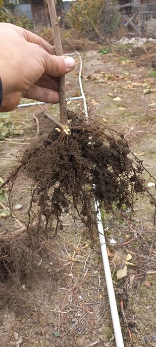 Саженцы фундука морозостойкие