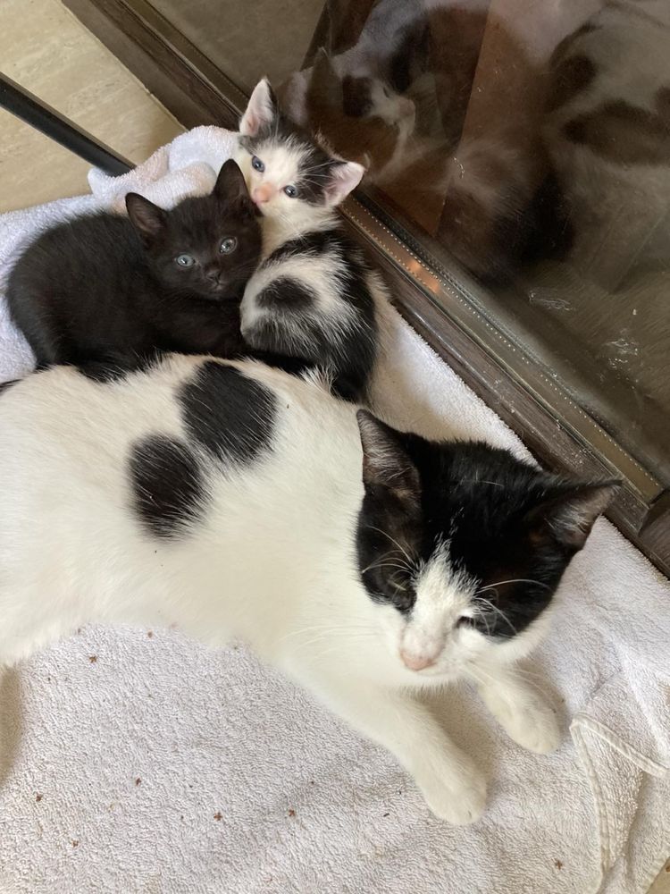 Подарявам 4 котенца