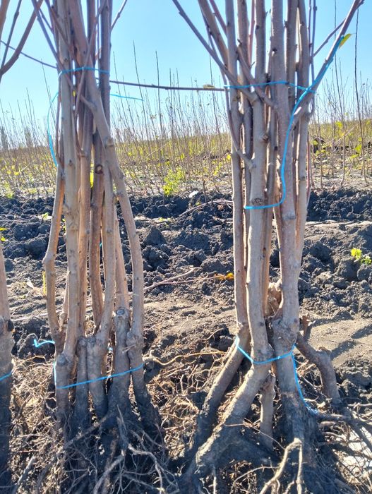 Pomi Fructiferi clasici și columnari