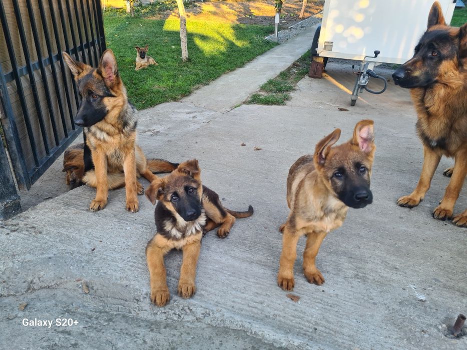 Catei 1-6 luni, vaccinati si deparazitati.