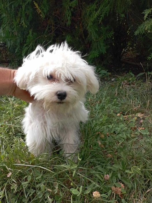 Малтийска болонка на 8 месеца