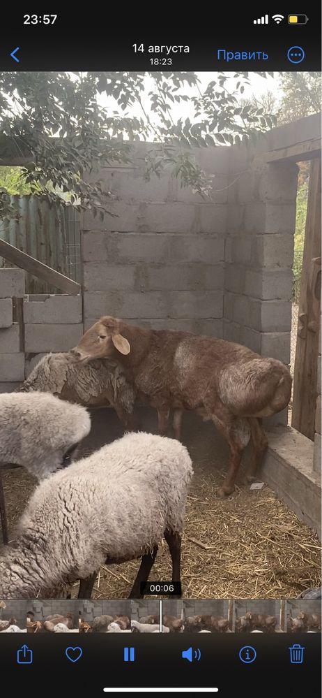 Продается кошкар