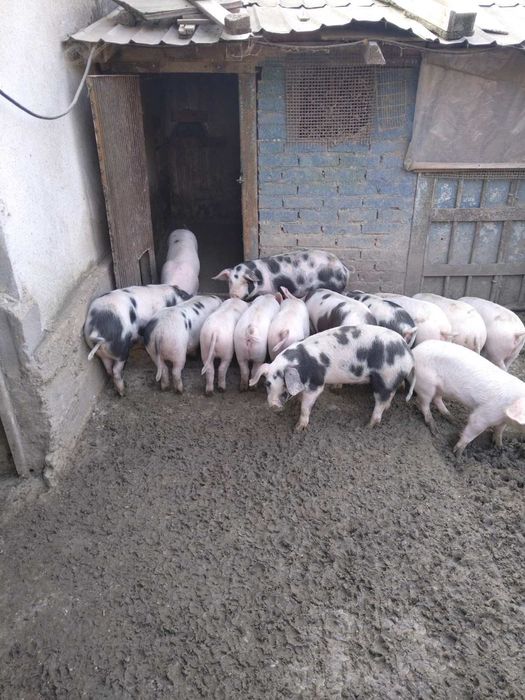 прасета от 20 до 50 кг