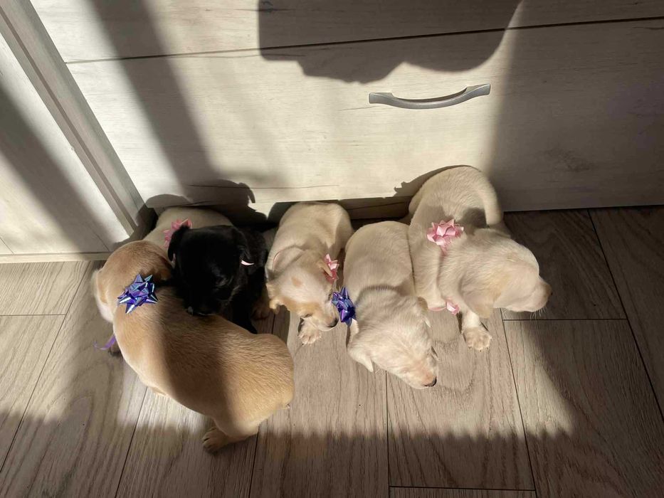 Продават се кокер шпаньол