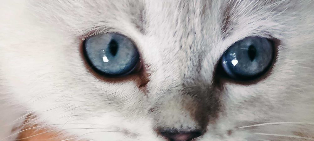 Шотлански късокосмести котета