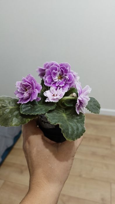 Фиалка сортовая ЕК Вера