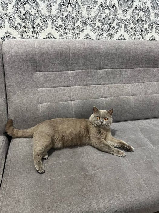 Вязкая британский кот