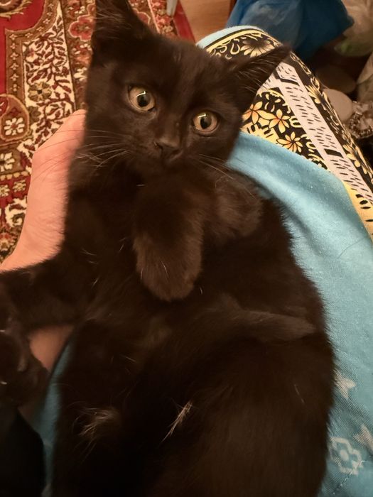 Домашний котёнок