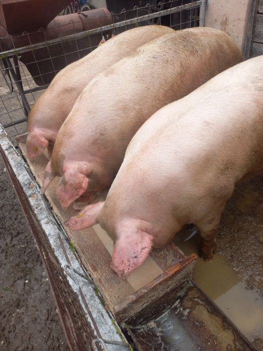 Viței Belgieni de calitate