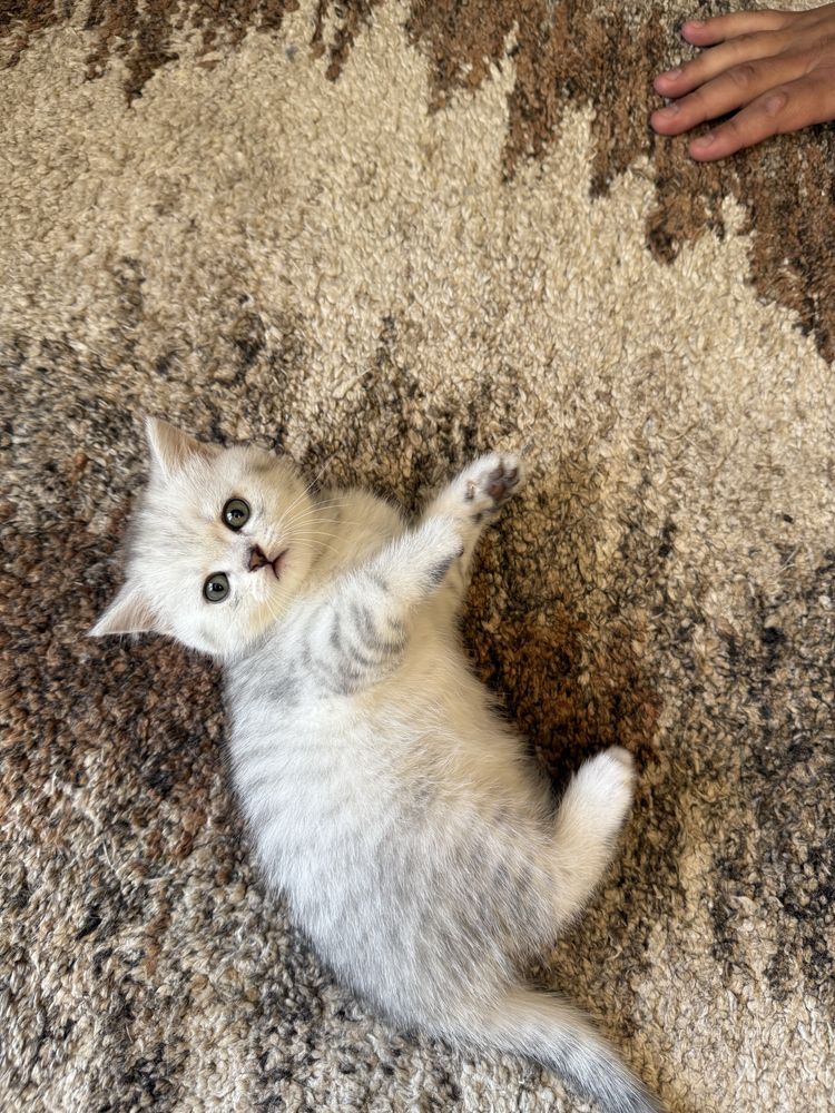 British ShortHair Chinchila