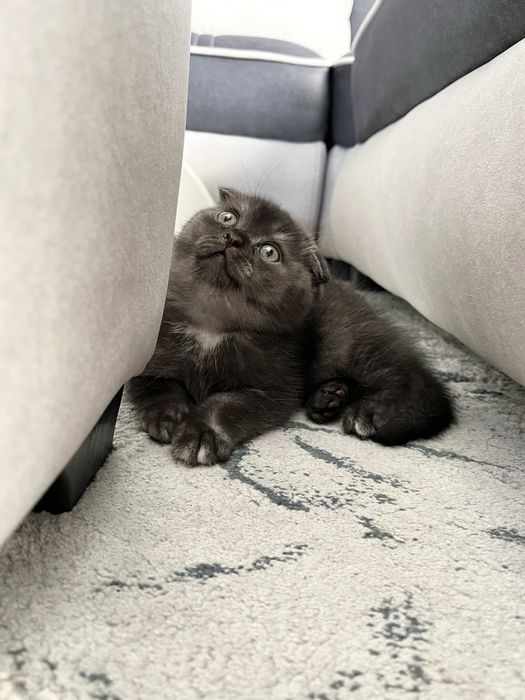 Срочно! Скоттиш фолд котенок scottish fold