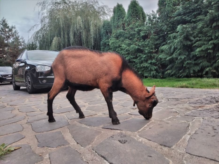 Vând țap alpina franceza