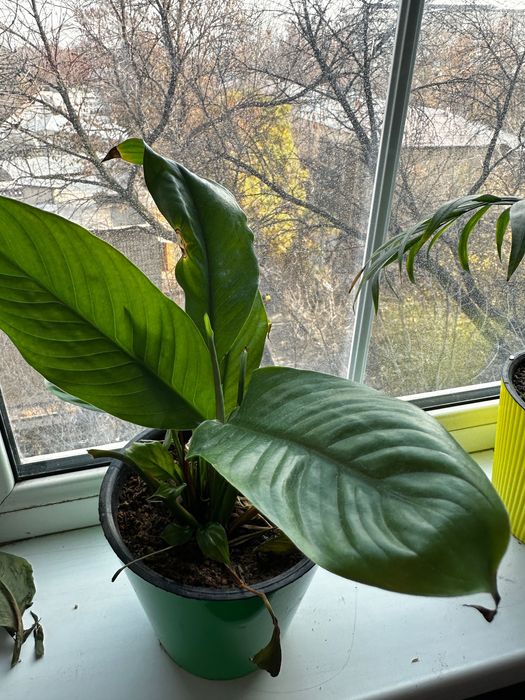 Цветы очищающие воздух живые