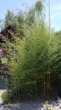 Vand bambus la ghiveci sau direct din pamant