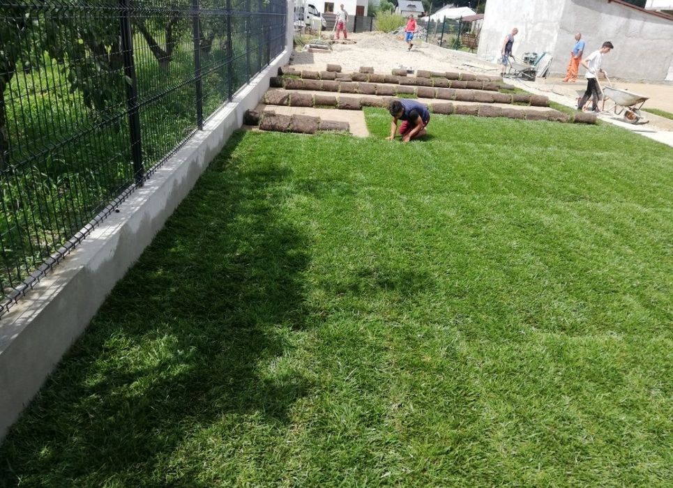 Amenajari gradini gazon rulou  și plante ornamentale