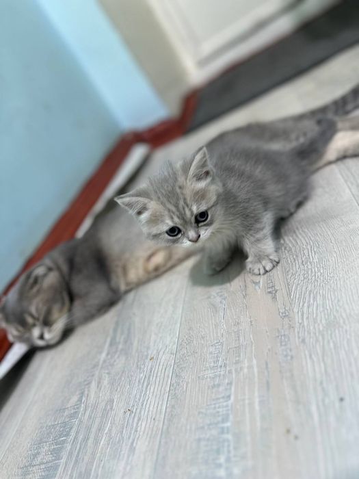 Продаю котят  скоттиш фолд и страйт