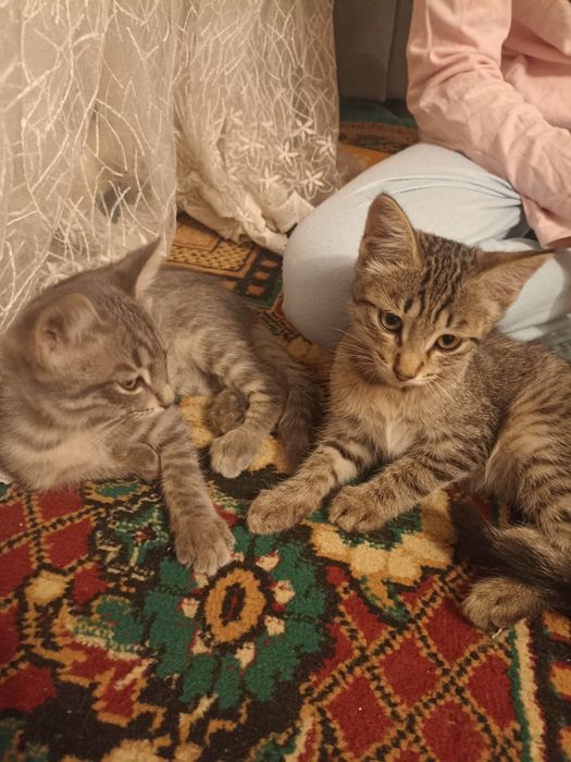 Отдам в хорошие руки