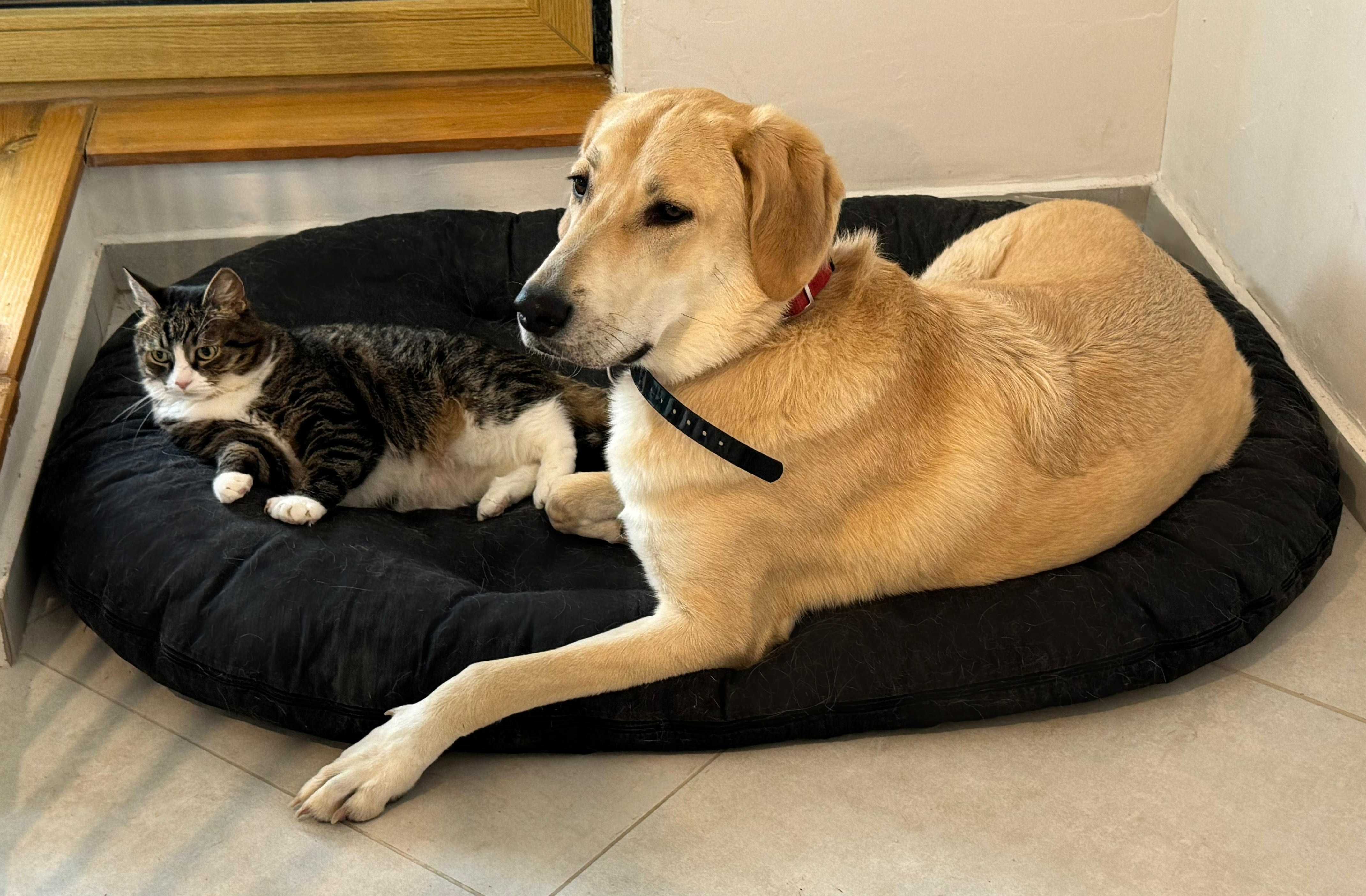 Кучето Грейси търси постоянен дом и стопани / Gracie looking for home