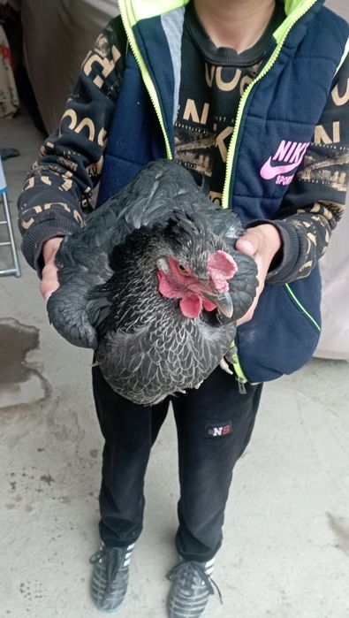 Qora tovuq sotiladi srochna