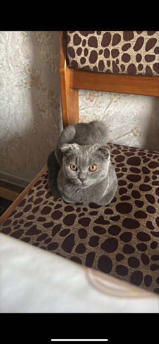 Фолд мушукча сотилади