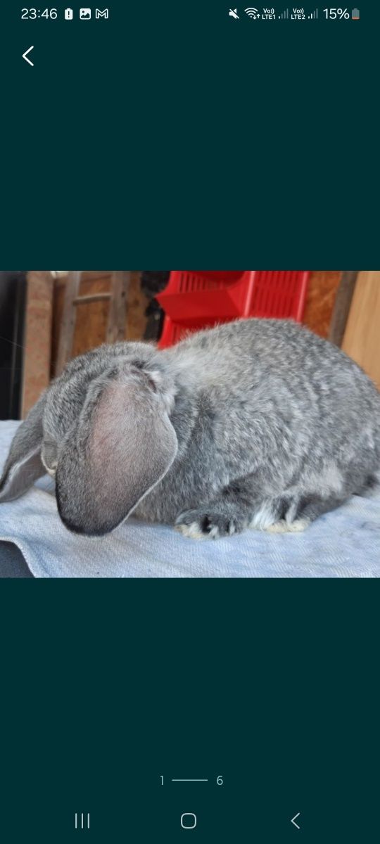 Berbec german chinchilla pui și maturi
