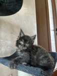 Baietel Maine Coon PEDIGREE
