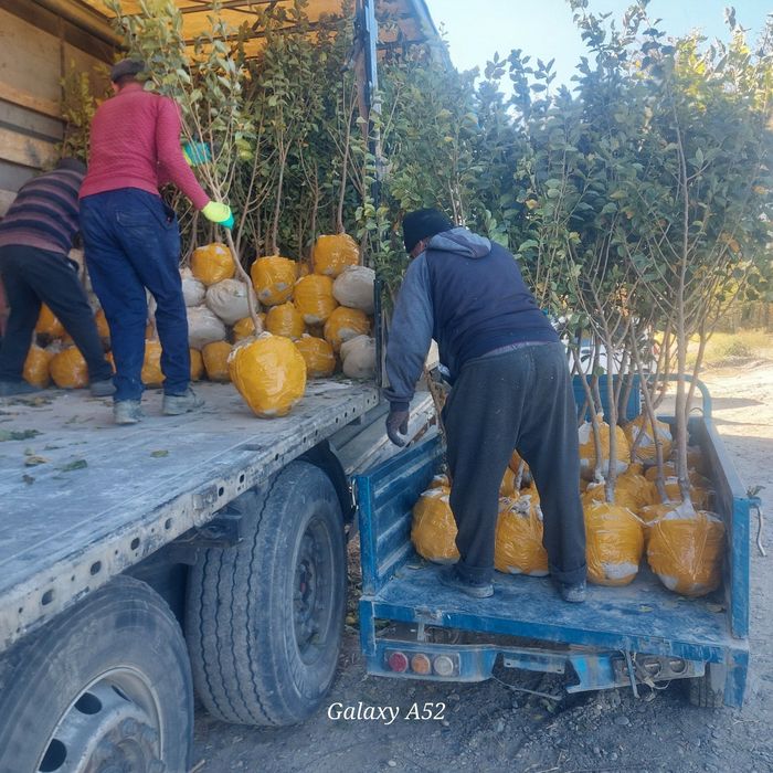 Yashil makon loyihasi