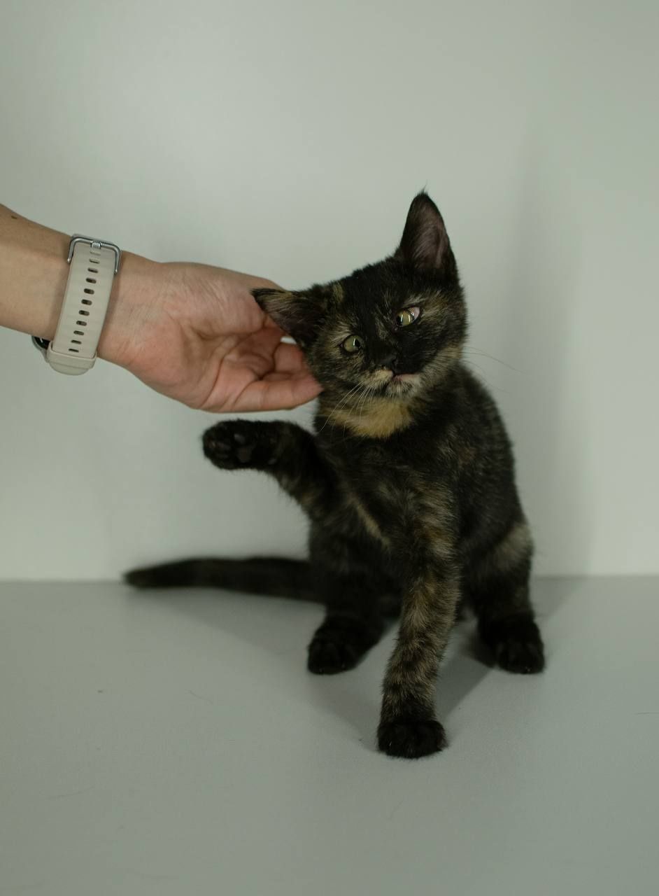 Котенок в хорошие руки, один месяц, девочка