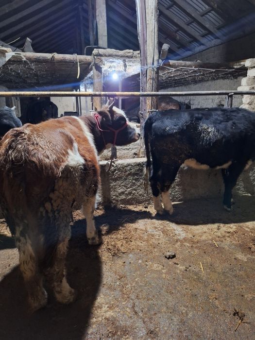 буаз кашар лар сатылады