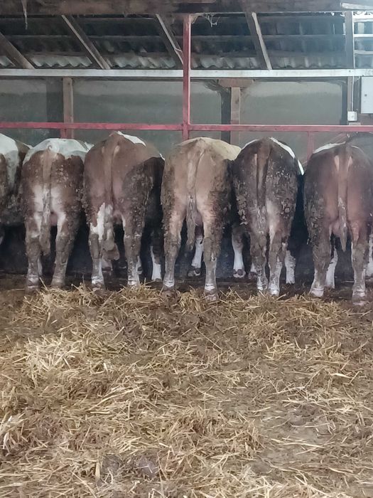 Vand taurasi baltati.