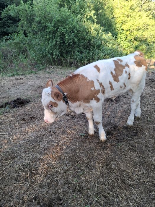 Vacă și vițea bălțată