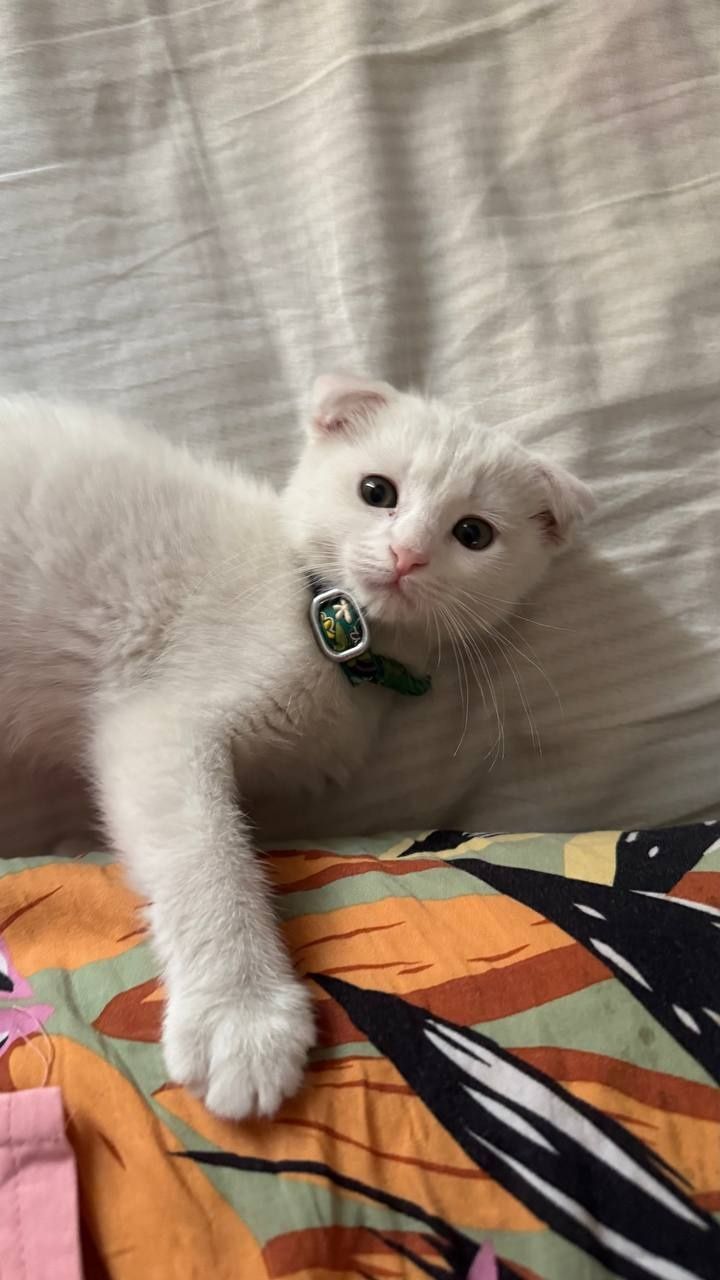 Scottish fold 2 oylik