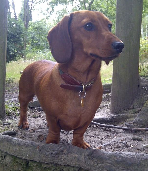 Кобель таксы ждет на вязку