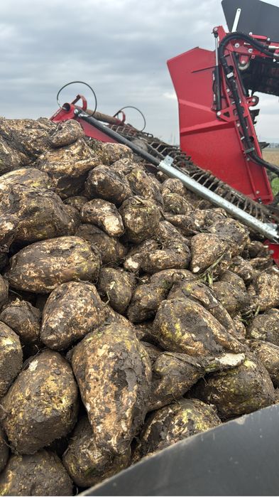 Sfecla de zahar 1000 t