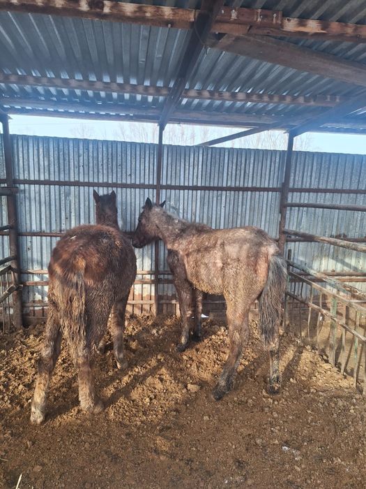 Обмен кобылок 2025г