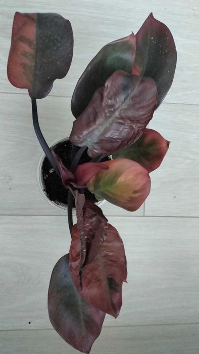 филодендрон Блек Кардинал варигатный