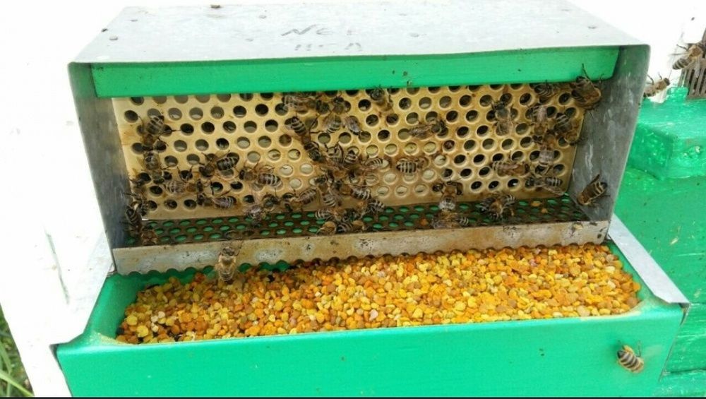 Цветочная пыльца свежая оптом и в розницу