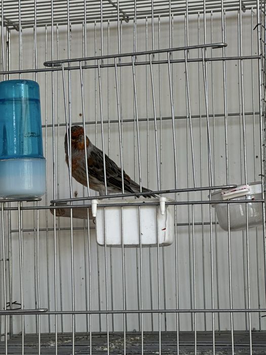 Kanareyka sotiladi mazayka