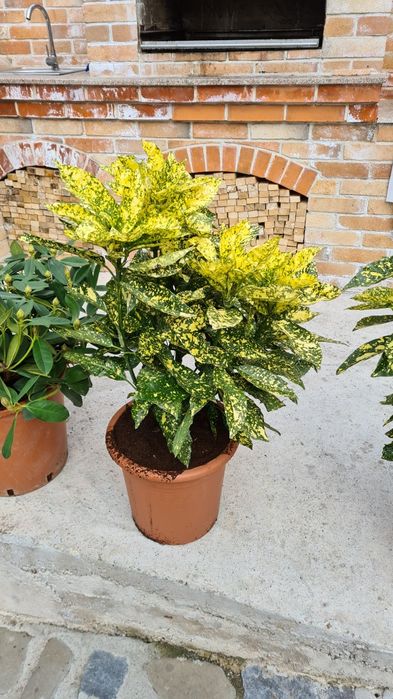 Rododendron yuca