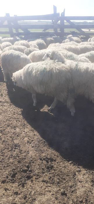 Vind miei crescuti natural