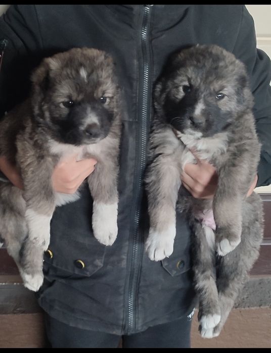 щенки кавказская овчарки