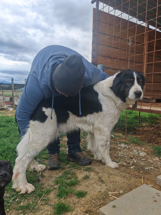 Ciobanesc de Bucovina