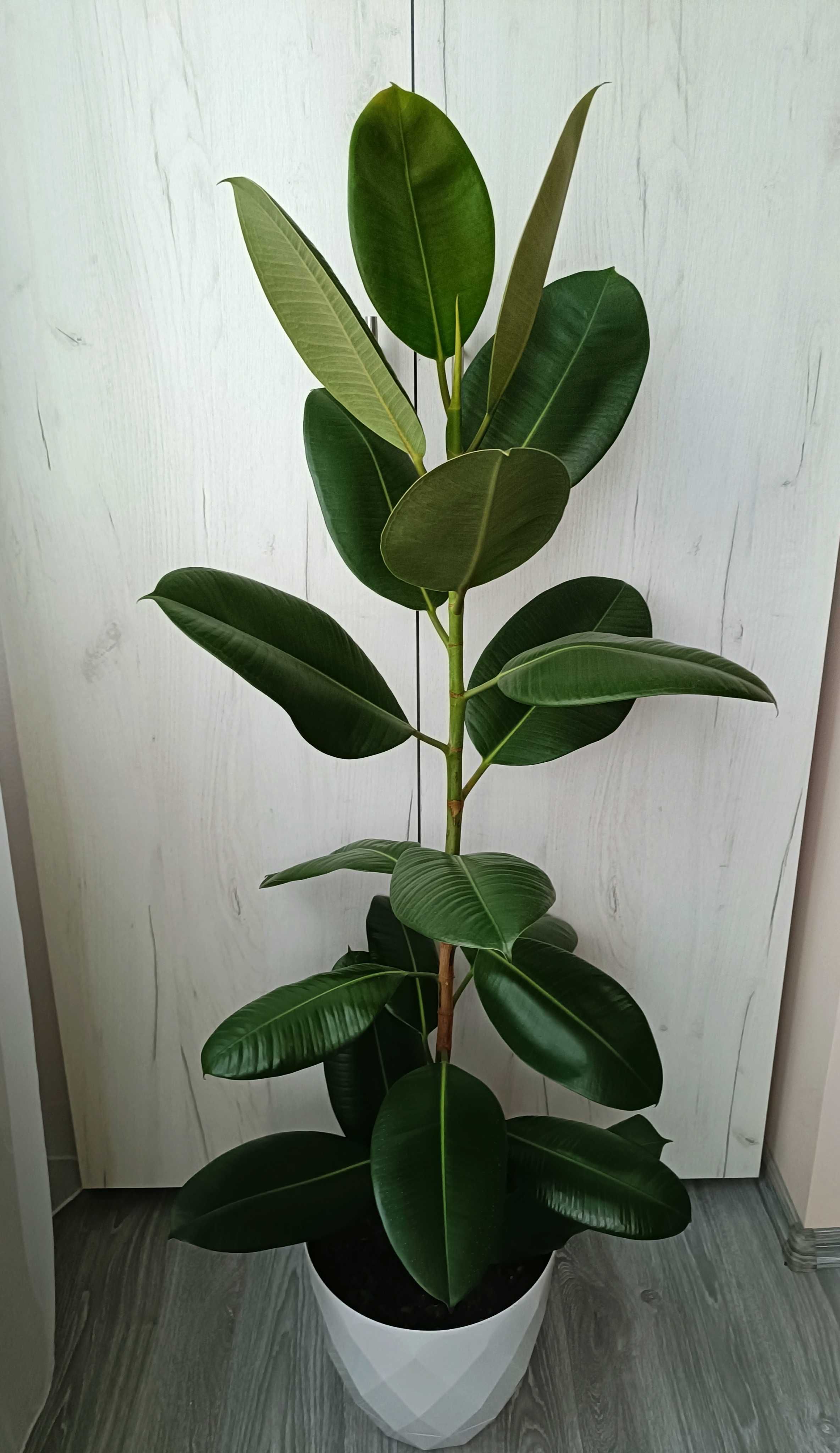 Ficus elastica 1,50 cm