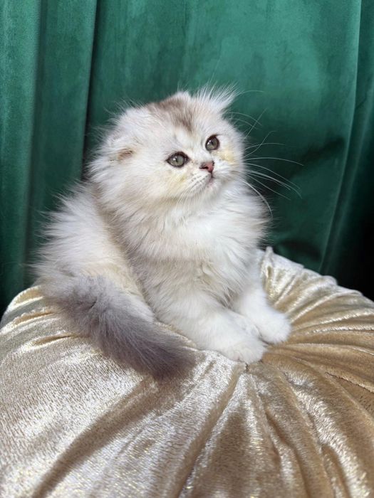 Băiețel Scottish Fold Longhair-culoare rară,superbă