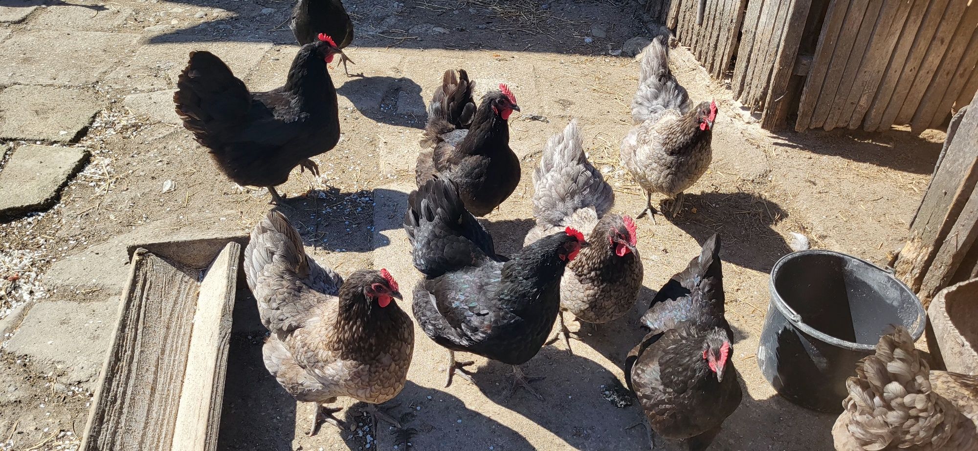 Vând pui Australorp