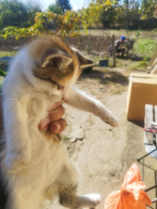 Подарявам 3 котенца