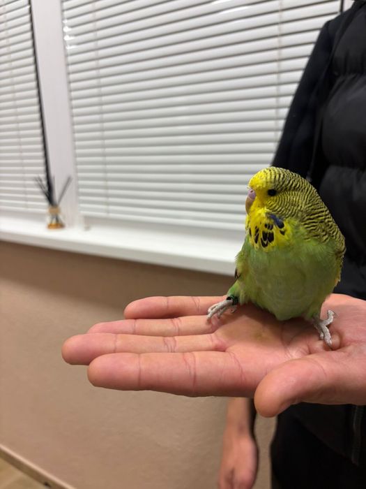 Двойка социални вълнисти папагали