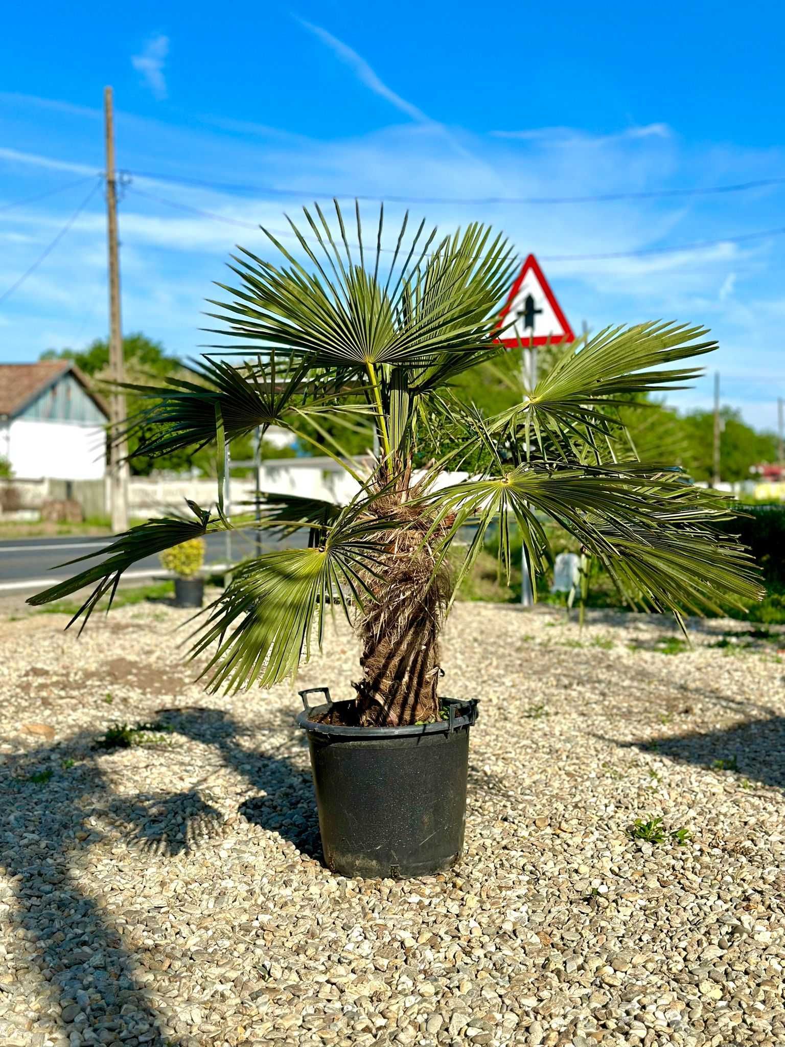 Plante Ornamentale De Calitate Superioara