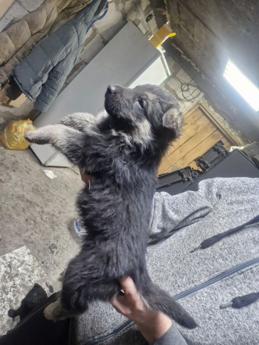 Щенки восточно европейской овчарки